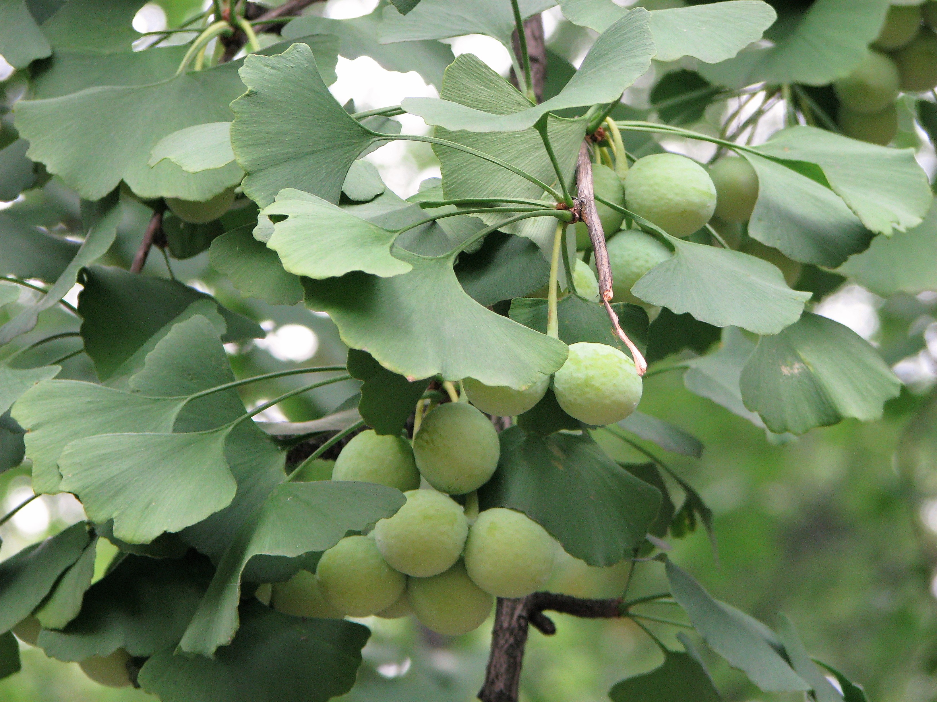 Гинко. Растение гинкго двулопастный. Гинкго билоба Ginkgo Biloba. Гинкго билоба двулопастный. Гинкго двулопастный (Ginkgo Biloba).